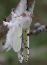 Dot-lined White